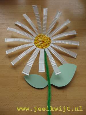 Lenteknutsel margrieten