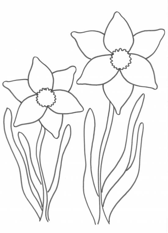 voorjaarsknutsel narcis