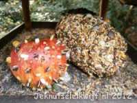 winterknutsel appel voor de vogels