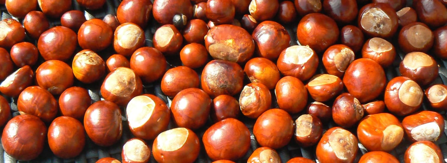 knutselen met kastanjes