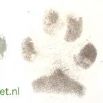 Hondenpoot afdruk maken